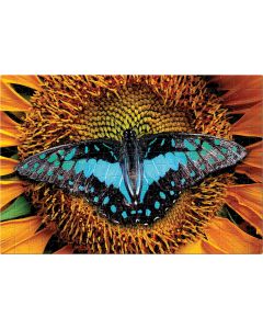 Puzzle 250 Colourful Nature 2 Butterfly PUZ250CN2B INTERDRUK